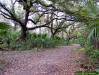 Live oak trees